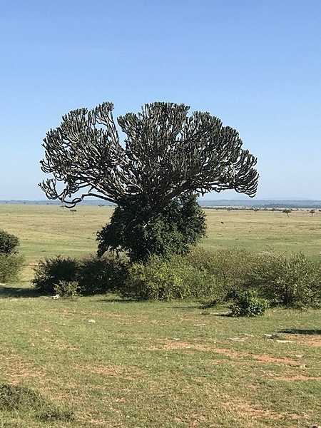 The candelabra tree is common in Kenya's Rift Valley. It is a succulent that can grow to a height of 15 m (49.2 ft), with a trunk that's short and thick and forms a solid base that spreads out in a multitude of branches, resembling a candelabra.