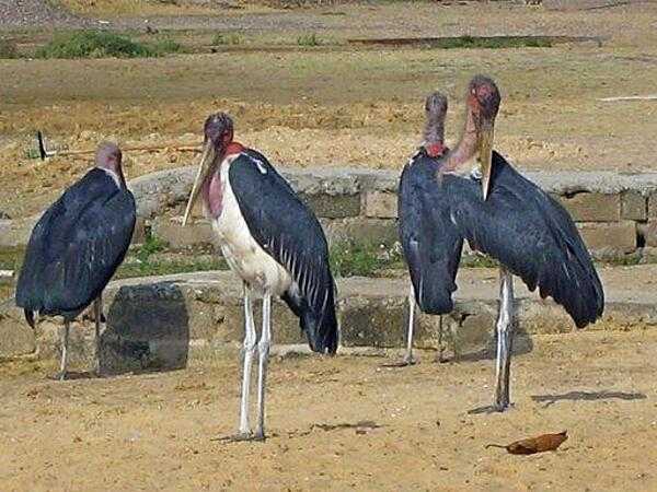 Marabou storks, pictured here in Uganda, have one of the largest wingspans of any land bird.
