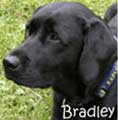 CIA dog named Bradley