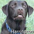 CIA dog named Harrington