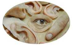 An eye prosthetic, surrounded by fake fingers and ears.