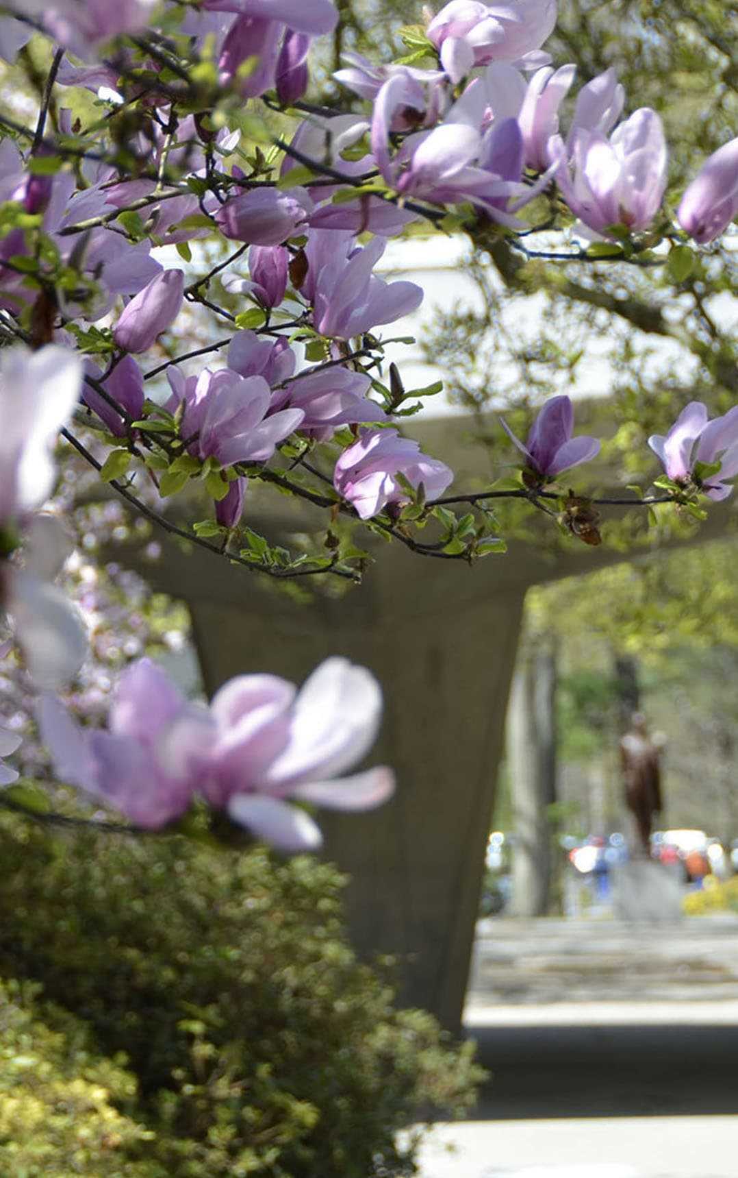 Image of purple flowers from outside the CIA headquarters