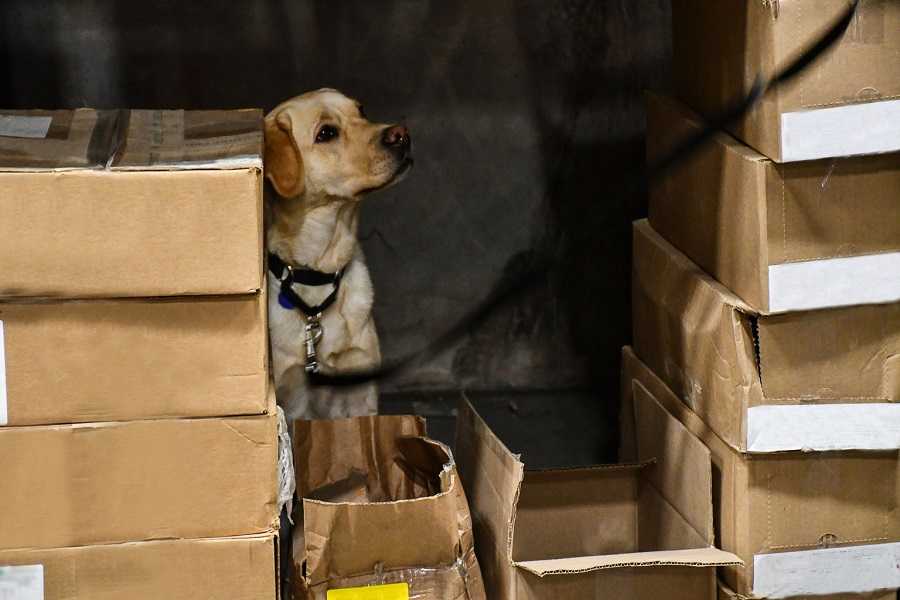 yellow dog sits in the middle of a bunch of boxes