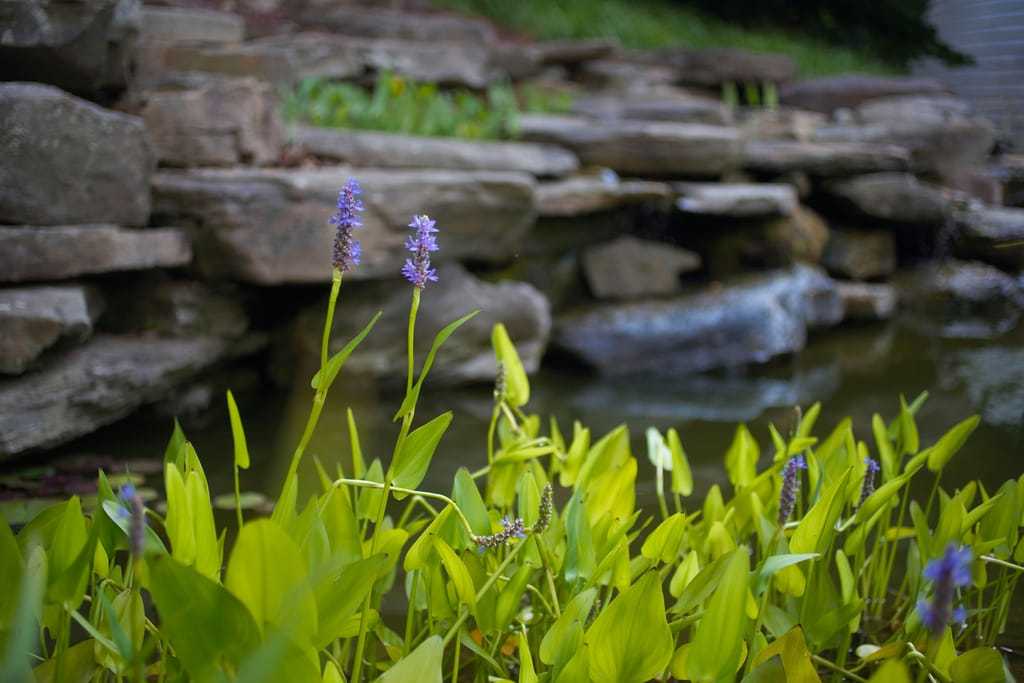 A photograph of a stone garden with water flowing and lavendar flowers in the foreground.