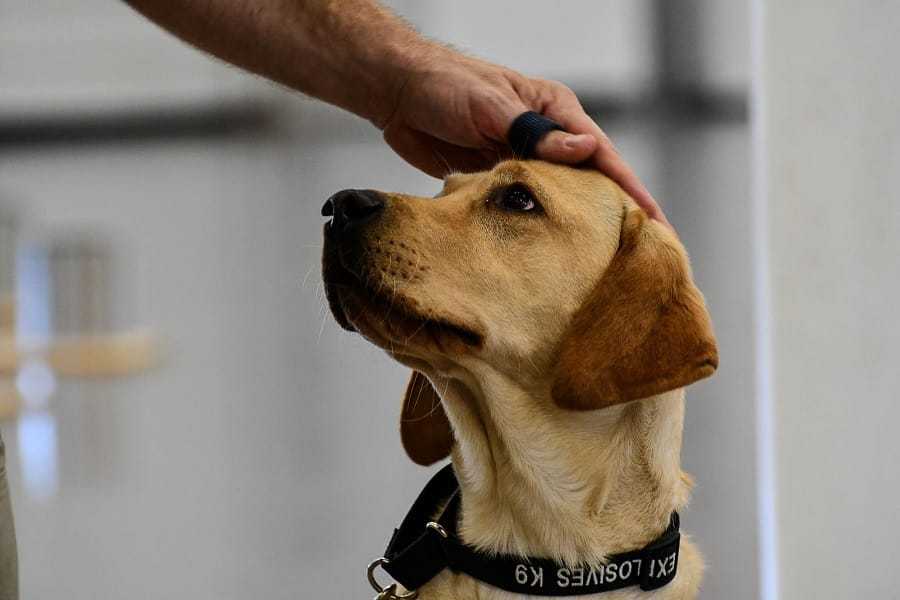 A CIA K9 yellow lab sitting and getting pet by a handler.