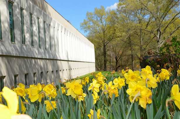 Image of yellow flowers outside the CIA headquarters.