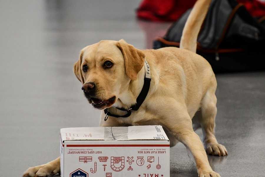 yellow dog in puppy play position in front of a USPS box