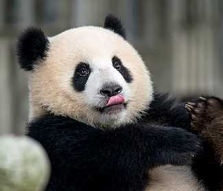A panda with its tongue sticking out.