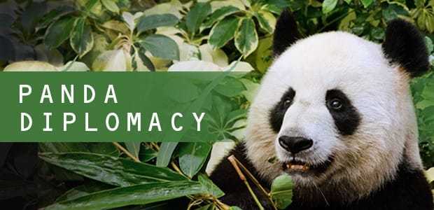 A head-on view of a panda with the words "Panda Diplomacy" overlaid.