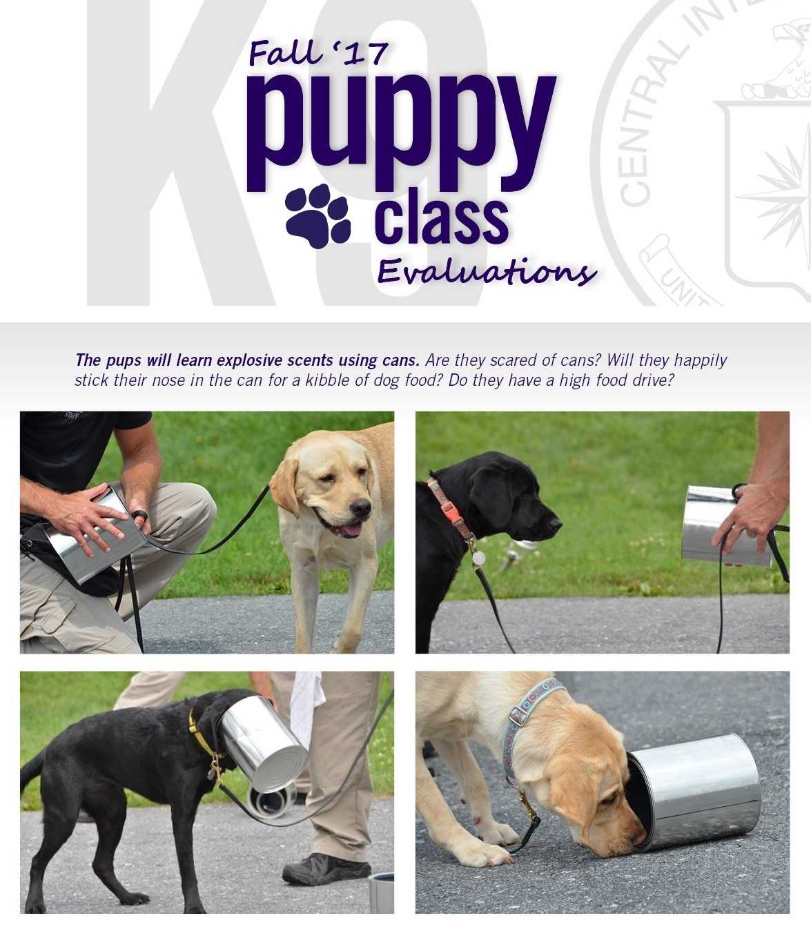 Puppy class evaluations