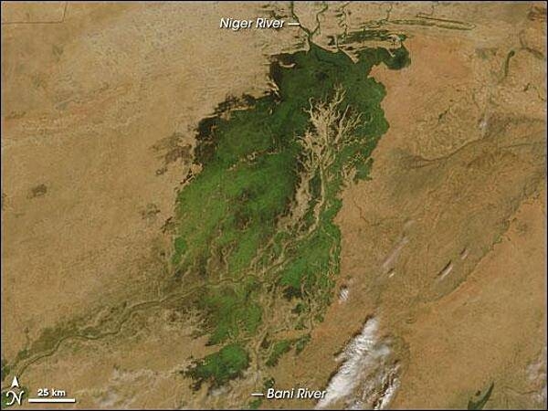 In the middle of Mali, part of the landscape gleams like a giant emerald in the otherwise arid brown African Sahel. The gleaming jewel is the Inland Niger Delta. Fed by floodwaters from the Niger River, the Bani River, and a network of smaller streams, this inland delta grows to some 20,000 sq km (7,700 sq mi) during the four-month rainy season that begins each July. During the dry season, the inland delta can shrink to roughly 3,900 sq km (1,500 sq mi).

This satellite picture of the Inland Niger Delta was taken shortly after the end of the rainy season when the landscape remained lush and green. This inland delta is a complex combination of river channels, lakes, swamps, and occasional areas of higher elevation. One such elevated area is obvious in this image, and it forms a branching shape, like a tan tree pushing up toward the north. This wet oasis in the African Sahel provides habitat both for migrating birds and West African manatees. The fertile floodplains also provide much needed resources for the local people, who use the area for fishing, grazing livestock, and cultivating rice. Image courtesy of NASA.