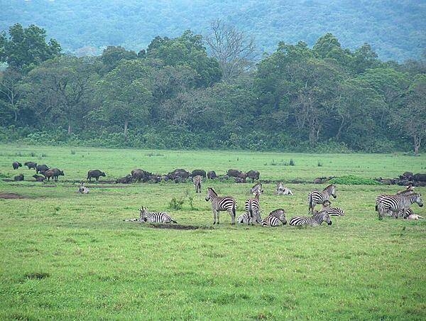 Zebras at Arusha National Park.