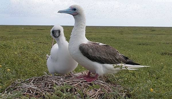 Adult Red-footed booby and chick on Baker Island. Adults always have red feet, but the color of the plumage varies. Image courtesy of the US Fish and Wildlife Service.