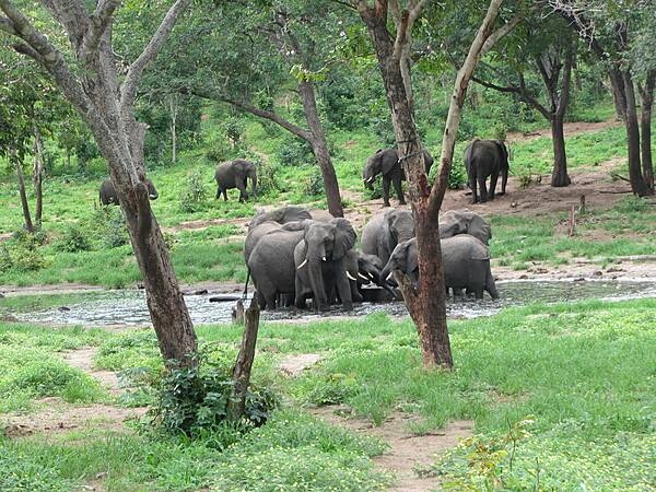 Elephants at a water hole in Chobe National Park.