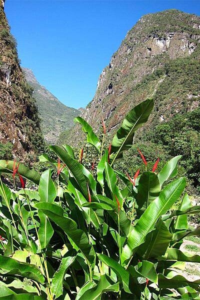 Bird of Paradise plants in Aguas Calientes (Hot Waters), the closest modern-day town to the ancient mountaintop city of Machu Picchu.