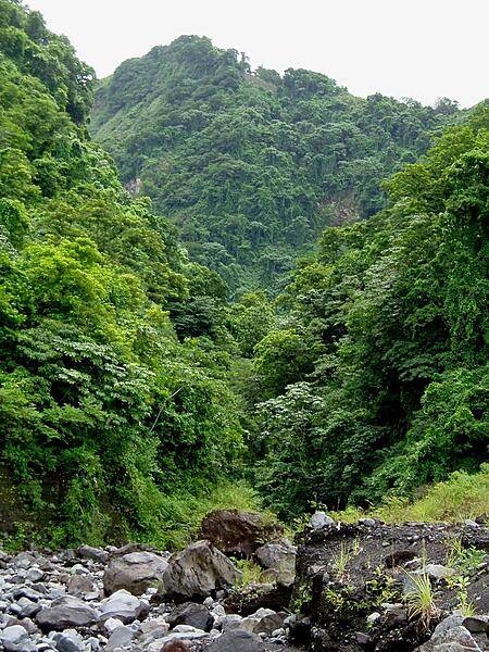A view of the jungle on St. Vincent, taken from the beach. The rocks in the foreground are the remains of lava flows from a 1979 eruption of La Soufriere volcano.