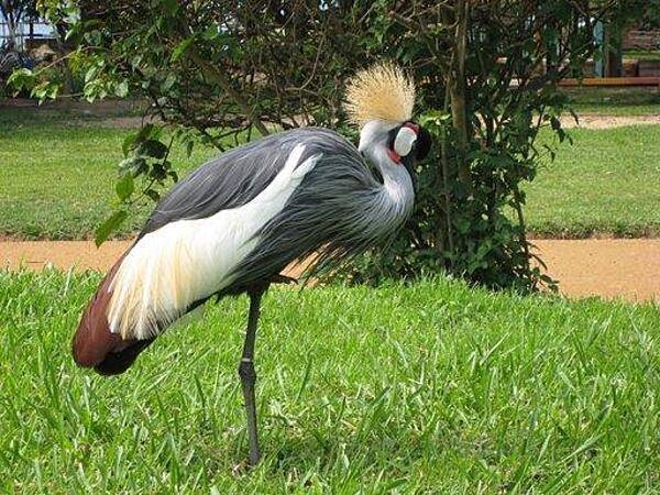 The African Grey Crowned Crane, Uganda&apos;s national bird (Uganda Wildlife Education Center (zoo) near Kampala).