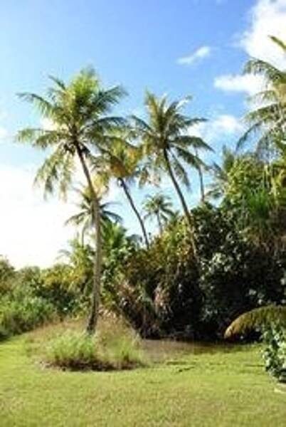 Palm trees at Apaca Point. Photo courtesy of the US National Park Service.