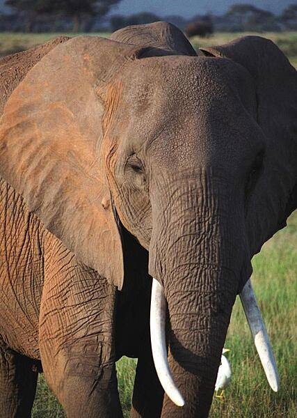 Approximately 250 km (160 mi) from Nairobi and close to the Tanzania border, Amboseli National Park affords visitors many opportunities to see magnificent animals like this one close up. Note the small white bird near the foot of the elephant. These &quot;cattle egrets&quot; are opportunistic feeders that often follow the elephants and eat the insects kicked up by the movement of their much larger friends.