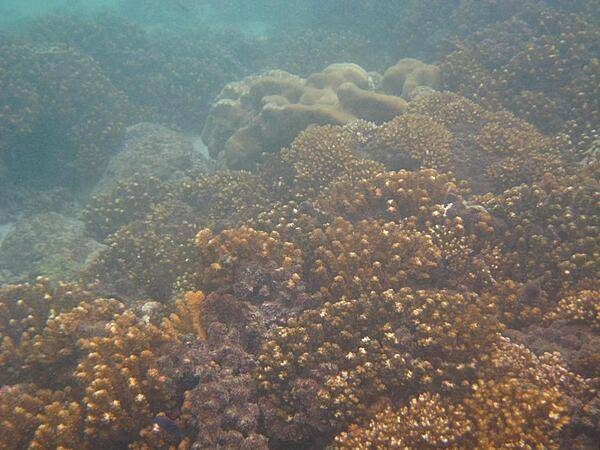 A Panamanian coral reef.