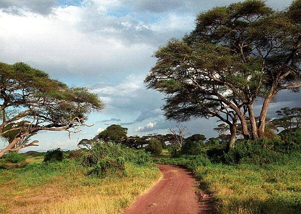 Distinctive acacia trees line the dirt road carved out by safari vehicles in the Masai Mara National Reserve. Beautiful scenery, gentle rolling grasslands, and an abundance of wildlife define this unique region of the world.