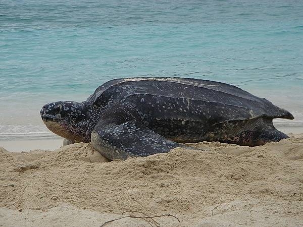 Leatherback sea turtle nesting on the island of St John. Photo courtesy of the US National Park Service.