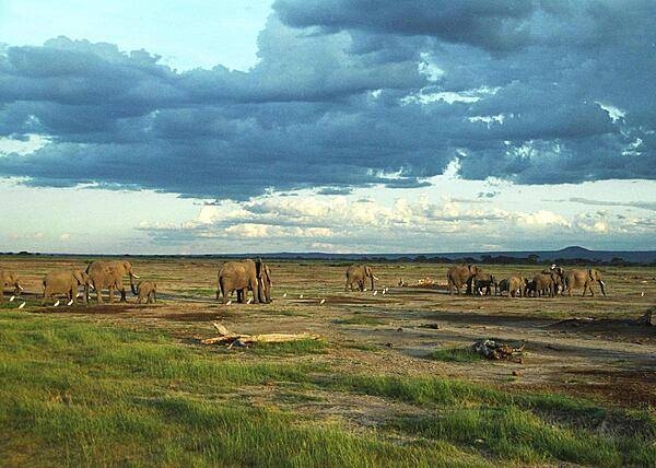 A large herd of elephants makes its way across Amboseli National Park in southern Kenya. Amboseli is generally recognized as the best place in Africa to get close to elephants in their natural surroundings.