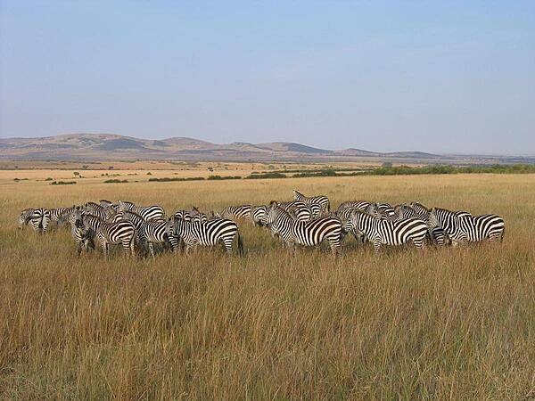 Zebra Herd in Masai Mara National Reserve.