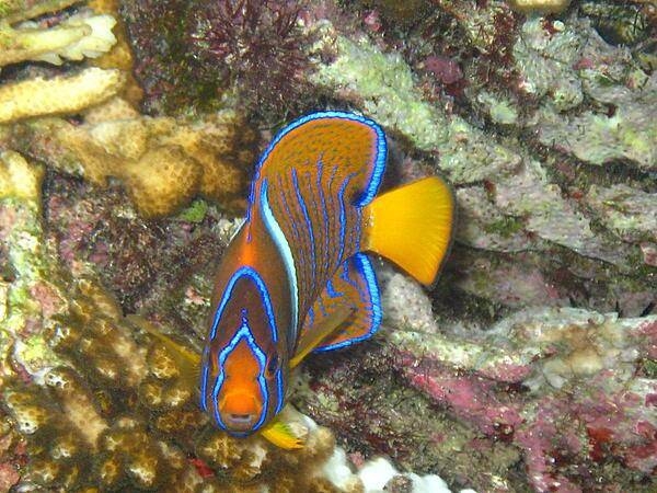 A tropical reef fish.