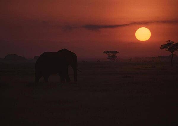 This solitary elephant slowly makes its way across the game reserve as the sun sets on Amboseli National Park. Early morning and evening game drives introduce safari goers to the incredible beauty of this African treasure.