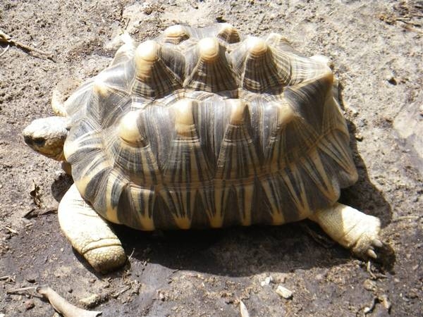 A sulcata tortoise (Geochelone sulcata), a land-dwelling reptile native to Northern Africa. Photo courtesy of NOAA.