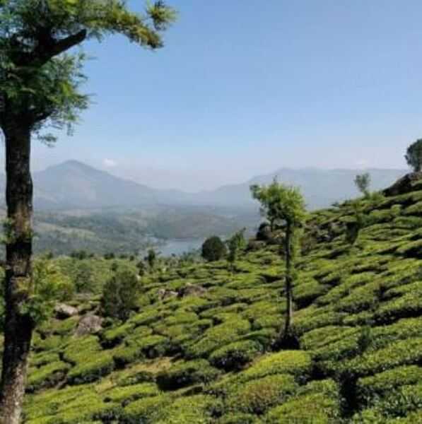 India is one of the largest tea producers in the world, and a number of renowned teas, such as Assam and Darjeeling, are grown in India. The local time in Assam's tea gardens, known as "Tea Garden Time" or Bagantime, is an hour ahead of Indian Standard Time (IST) to allow for farming productivity.