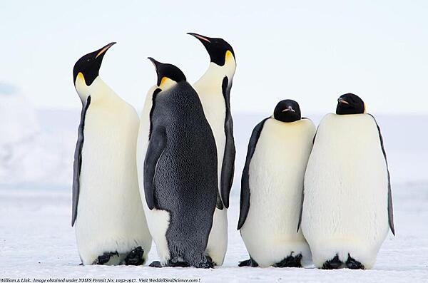 Antarctica is home to the emperor penguin (pictured), the largest of the 18 species of penguins. Standing 120cm (3.9ft), emperor penguins are the world’s deepest-diving birds and can dive approximately 550 m (1,800 ft) in search of food and remain underwater for nearly 22 minutes. The penguin colonies are found on ice shelves and land ice along the coast of Antarctica. The emperor penguin is also the only species where the male is responsible for the incubation of the egg.