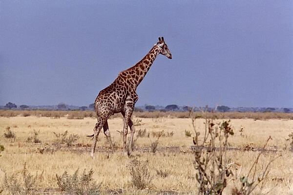 Pictured is a giraffe moving across the veld in Botswana.  Giraffes are herbivores and spend most of their lives standing up (including sleeping and giving birth).