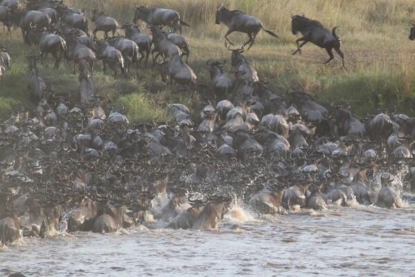 In search of greener pastures, wildebeest annually travel an 800-km loop between the Serengeti National Park in Tanzania and the Masai Mara Park in Kenya. The trek  is the largest mammal migration on Earth.