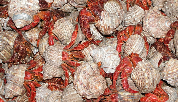 Large numbers of hermit crabs are found on Baker Island; they like to congregate in the shade of the old lighthouse. Photo courtesy of the US Fish and Wildlife Service.