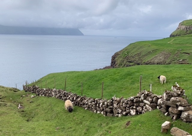 The Faroese sheep is a breed native to the Faroe Islands that has long played an integral part in island traditions. The Faeroes name may derive from the old Norse word “faer” meaning sheep, and a silver ram is on the Faroe Islands' coat of arms.