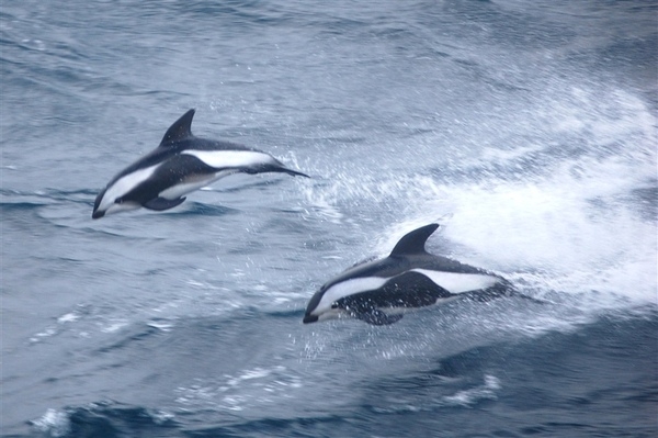 Hourglass dolphins live in the southern circumpolar waters from close to the Antarctic ice pack to about 45 degrees south. They are distinctively colored but not yet well studied. Hourglass dolphins frequently bow-ride waves from ships (i.e., within the waves induced by the bow of the moving vessel). Photo courtesy of NOAA / Elizabeth Crapo.