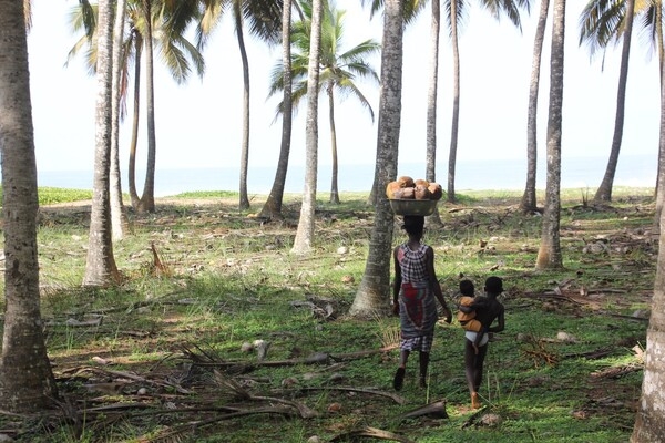 Gathering coconuts along the shore near Abidjan, Côte d'Ivoire.