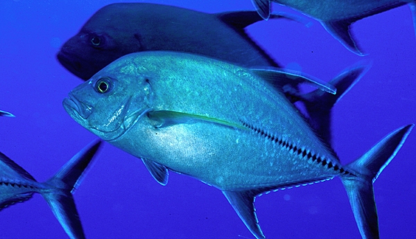 Black jack fish are one of the 247 fish species that have been recorded at Baker Island. This species of large ocean fish in the jack family Carangidae has a circumtropical distribution, i.e., it is found in oceanic and offshore waters of the tropical zones of the Pacific, Atlantic, and Indian Oceans. The predatory, schooling fish can reach a length of a meter and a weight of 18 kg. Image courtesy of the US Fish and Wildlife Service.