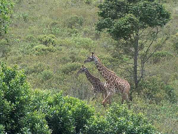 Giraffes at Arusha National Park.