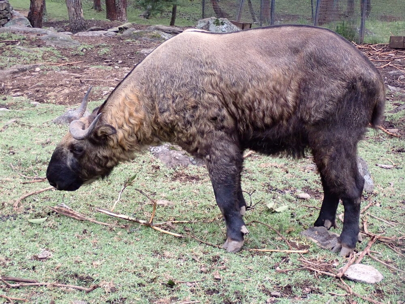 The takin is the national animal of Bhutan and holds an important place in the country’s culture, religion, and national identity, as well as appearing on the country’s currency. A large, muscular, and stocky animal weighing up to 272 kg (600 lbs), its thick brownish-yellow coat and strong legs allow the takin to survive in the high altitudes and rocky terrain found in the subalpine forests of the Bhutanese mountains, eastern Himalayas, India, and China. The pictured takin lives at Royal Takin Preserve Bhutan’s capital, Thimphu.