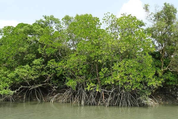 The largest mangrove forest  in the world is in Sundarbans National Park, a UNESCO World Heritage Site in West Bengal, India.