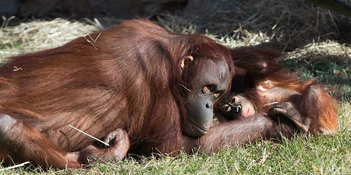 Orangutans (meaning “people of the forest” in the Indonesian and Malaysian languages) live on the Indonesian island of Sumatra and in both the Malaysian and Indonesian portions of the island of Borneo. They are the largest mammals that live primarily in trees and are the most solitary of the great apes. (Photo courtesy of the Smithsonian National Zoo)