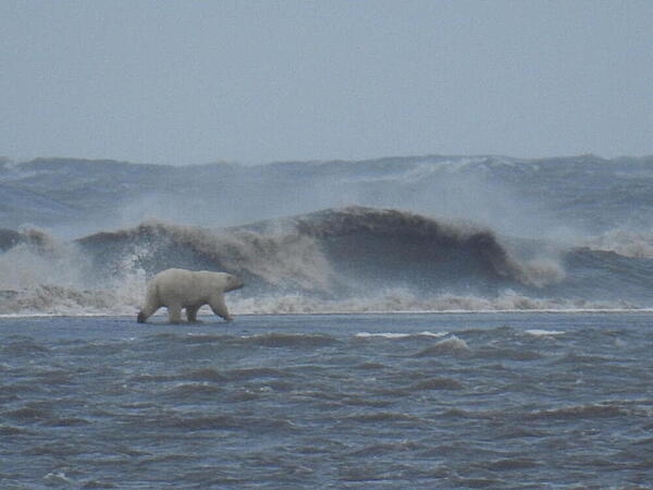 Adult polar bear walking across a recently overwashed barrier island during a large Arctic storm in September 2016. The barrier island is off Barter Island on Alaska’s north coast. Photo courtesy of the US Geologic Survey/ Cordell Johnson.