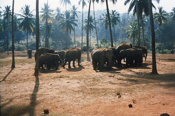 The Pinnawala Elephant Orphanage was established in 1975 to care for orphaned wild elephants found wandering the forests of Sri Lanka. The orphanage is located in the town of Pinnawala, about 90 km northeast of Colombo. Since 1995, newly found orphan elephants have been cared for at the Elephant Transit Home created by the Sri Lankan Department of Wildlife Conservation, while the Pinnawala facility has focused on the existing herd of elephants. In 1982, an elephant breeding program was begun at Pinnawala and the herd is estimated now to number about 70 elephants.