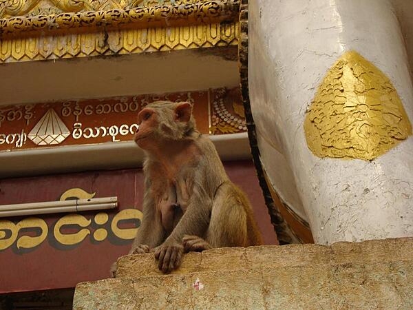 Mount Popa, an extinct volcano, is located southeast of Bagan, Burma. A monastery sits atop the volcano and houses several monkeys, pictured here.