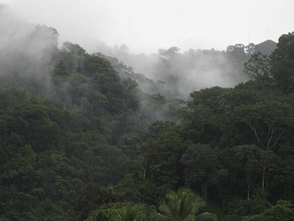 Mist rising over the rainforest near Gulfito on the Pacific coast near Costa Rica's border with Panama. This region is one of the wettest spots in the world.