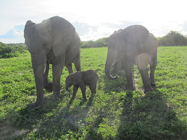 Adult elephants are very protective and caring of their young. This photo was taken in Chobe National Park in Botswana.