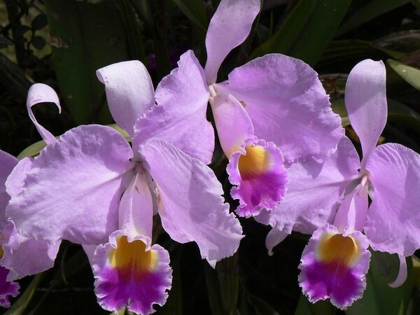 The Cattleya trianae orchid is the national flower of Colombia and is named in honor of the 19th-century Colombian botanist Jose Jeronimo Triana.